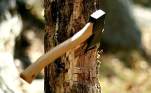 so huu doi ho ve tinh nhue tai sao truong phi van chet tham trong tay thuoc ha