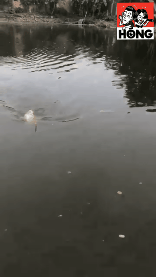 can thu 10 tuoi keo thanh cong con ca bu gan bang nguoi