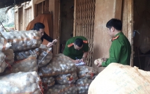 bat qua tang co so phu phep 1000kg khoai tay trung quoc nhai da lat