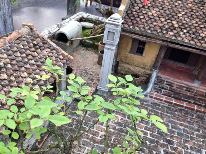chau cay bonsai cua nguoi dan ong khien dan mang ran ran chia se goi la kiet pham