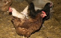 cang thang thuong mai voi my trung quoc khong cung cap mau virus cum co kha nang bung phat thanh dich benh