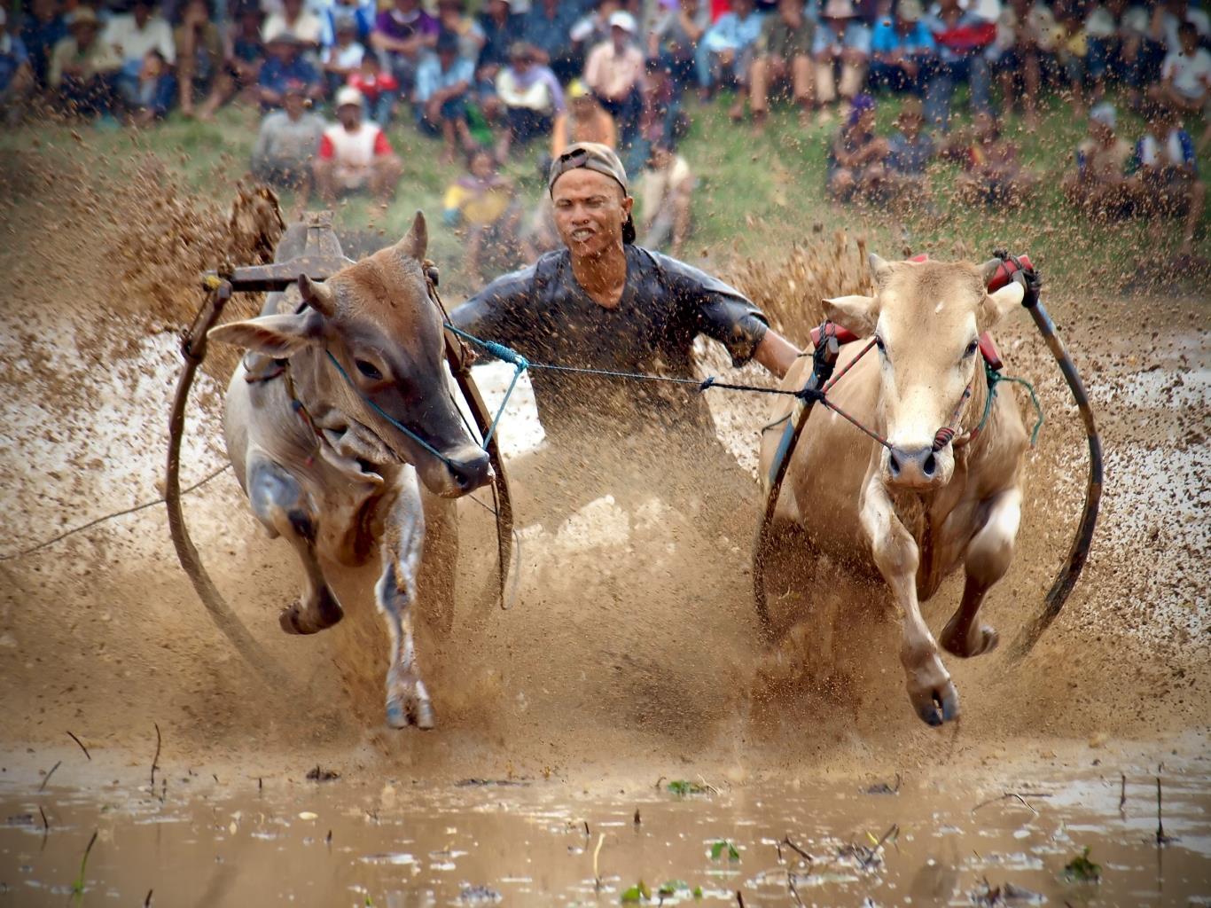 le hoi dua bo doc dao o indonesia