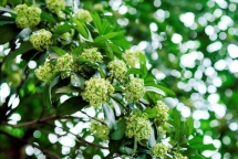 ha noi nhung khac thu ngot ngao hoa sua bay huong