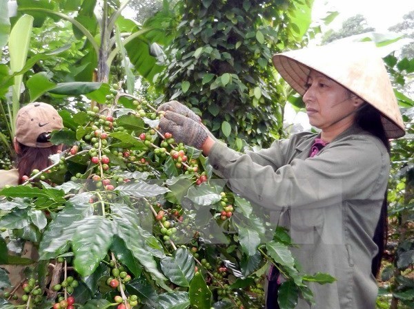 nien vu thu ba mat mua san luong caphe co kha nang giam 20