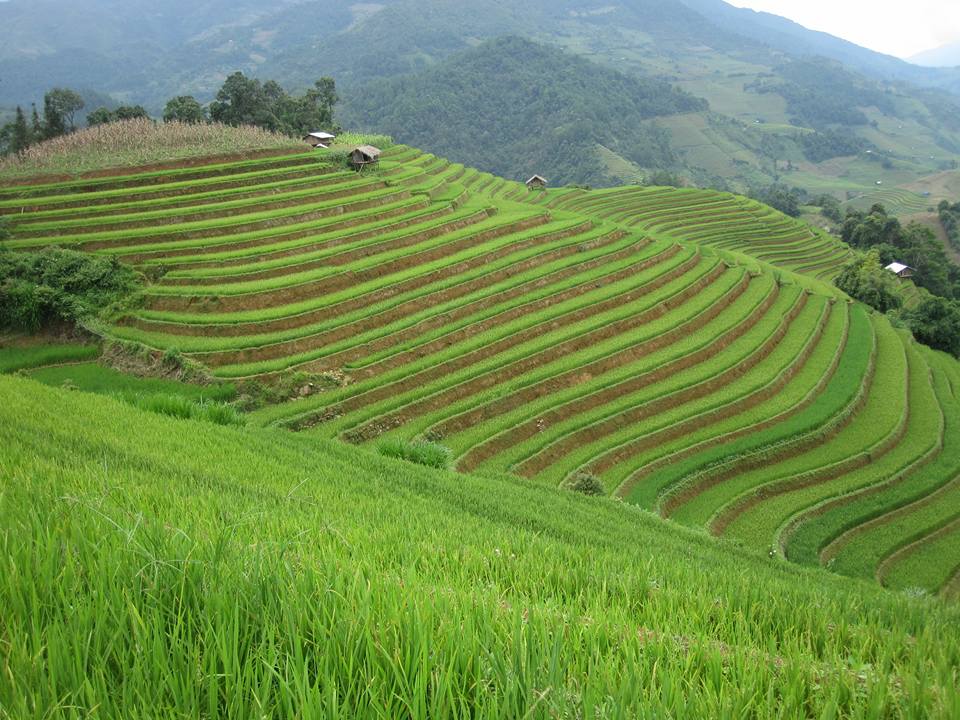 lac vao nhung cung dan xanh mua lua vung cao phia bac