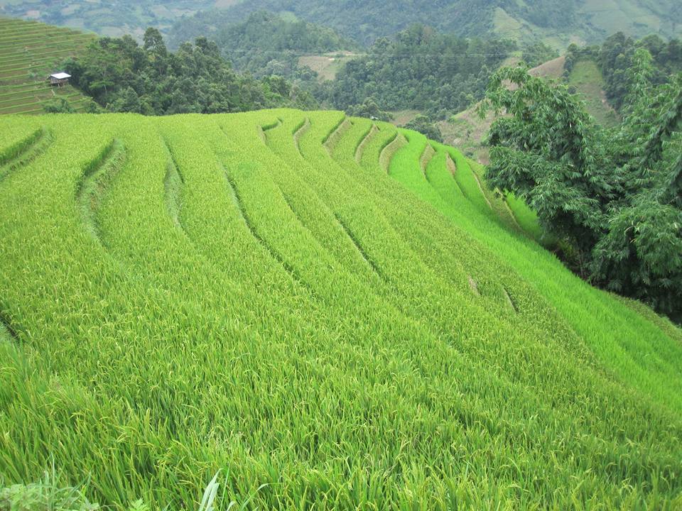 lac vao nhung cung dan xanh mua lua vung cao phia bac