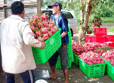 thanh long ruot do rot gia