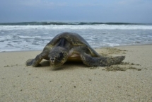 huy dong may bay khong nguoi lai quan doi bao ve trung rua