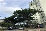 nhung cu dan dau tien cua conic garden da duoc nhan so hong