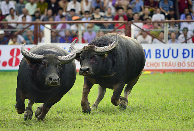 chung ket le hoi choi trau do son 2016