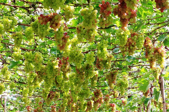 ve ninh thuan tham du le hoi nho va vang