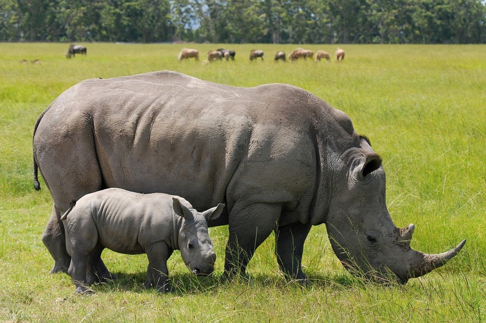 wwf keu goi viet nam cung ran hon voi hoat dong buon ban sung te giac bat hop phap