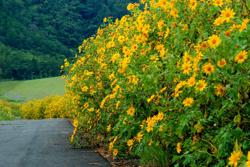 thang 10 di da lat ngam thien duong hoa da quy khoe sac