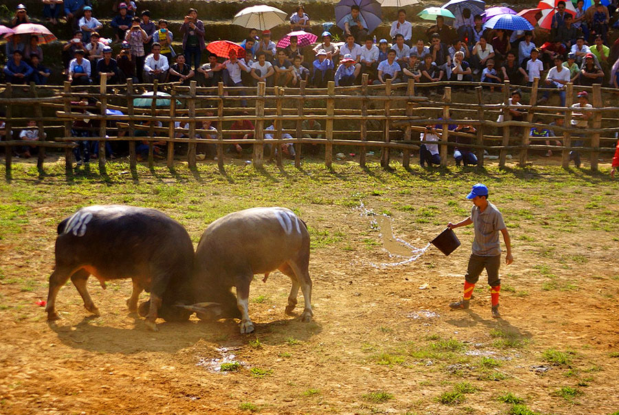le hoi den bao ha nam 2017 khong to chuc hoi choi trau