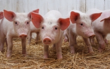 tai sao thai lan san luong nhieu nhat dong nam a nhung chua bao gio phai giai cuu lon