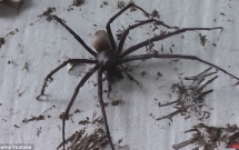 sieu nhen khong lo to bang ban tay giong trong phim kinh di