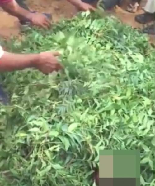 tin loi phap su cha me dao xac con trai khoi huyet de lam le hoi sinh