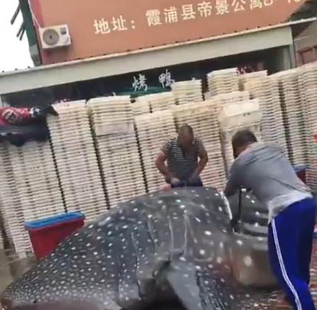 bat duoc ca nham voi khong lo ngu dan cho di ban rong khap pho truoc su ngo ngang cua moi nguoi