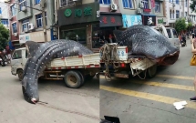 bat duoc ca nham voi khong lo ngu dan cho di ban rong khap pho truoc su ngo ngang cua moi nguoi