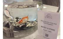 ky la khach san cho thue ca vang giup xoa diu nhung tam hon co don thue phong mot minh