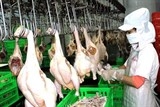 se xuat khau lo ga chinh ngach dau tien sang nhat vao 99
