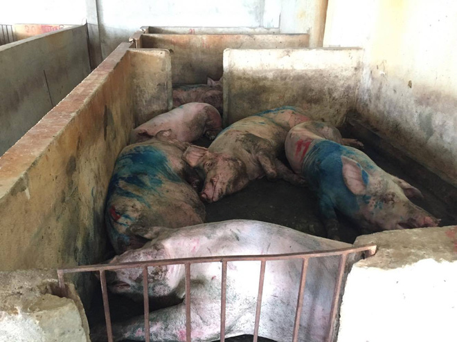 ha tinh nguoi dan to can bo thu y chung nhan lon lo mom long mong de dua ra cho ban