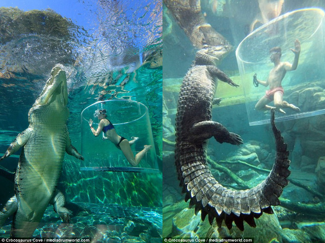 nhieu du khach chi tien trieu de trai nghiem cam giac manh doi mat voi ca sau an thit nguoi dai 5m