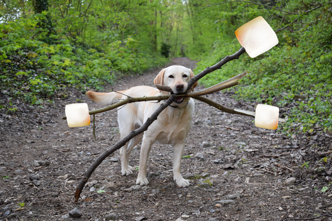 chu cho ngao ngo tro thanh nan nhan cua cac thanh che anh