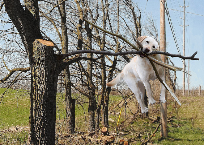 chu cho ngao ngo tro thanh nan nhan cua cac thanh che anh