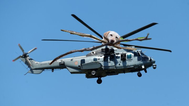 chu cho ngao ngo tro thanh nan nhan cua cac thanh che anh