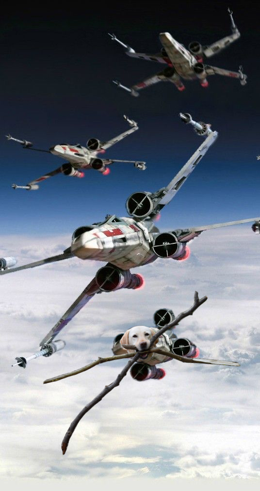 chu cho ngao ngo tro thanh nan nhan cua cac thanh che anh