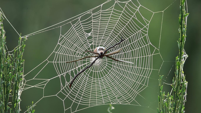 chu cho ngao ngo tro thanh nan nhan cua cac thanh che anh