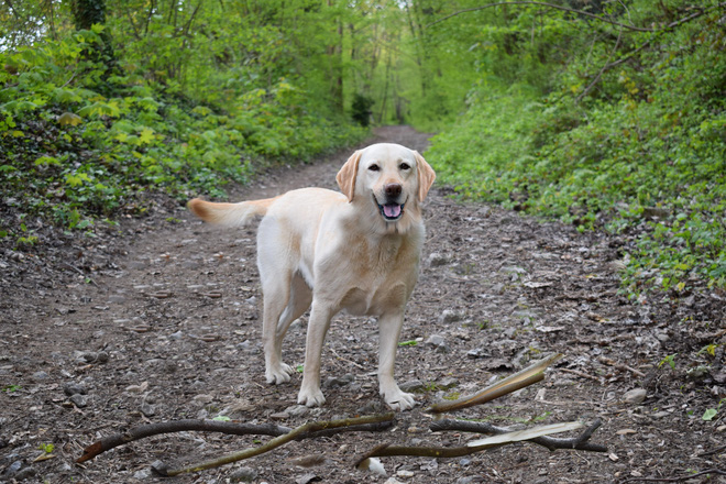 chu cho ngao ngo tro thanh nan nhan cua cac thanh che anh