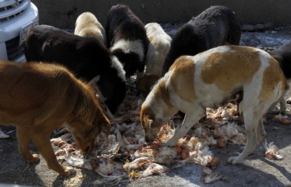 xu ly cho hoang tren the gioi noi danh dap dau doc cho dua cho hoang ve trung tam bao tro de cho nhan nuoi