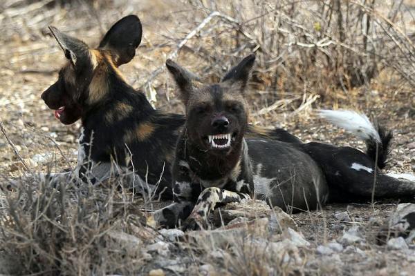 xu ly cho hoang tren the gioi noi danh dap dau doc cho dua cho hoang ve trung tam bao tro de cho nhan nuoi