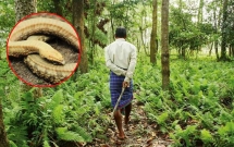 thuong nhung con ran chet vi nang nong chang trai can man trong cay cho den gan 40 nam sau ket qua bat ngo den khong tuong