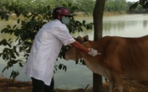 can bo thu y o thanh hoa dung kim tiem trau dam truong thon 3 phat