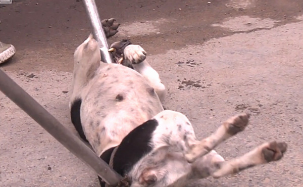 6 thac mac ve chuyen bat cho tha rong va loi giai dap hut nghin like