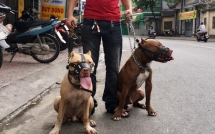 6 thac mac ve chuyen bat cho tha rong va loi giai dap hut nghin like