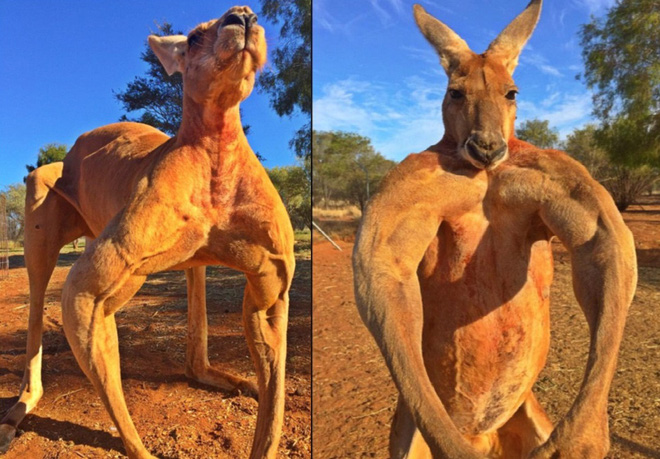 uc chuot tui nhieu gap doi nguoi chinh quyen huy dong nguoi dan an thit kangaroo