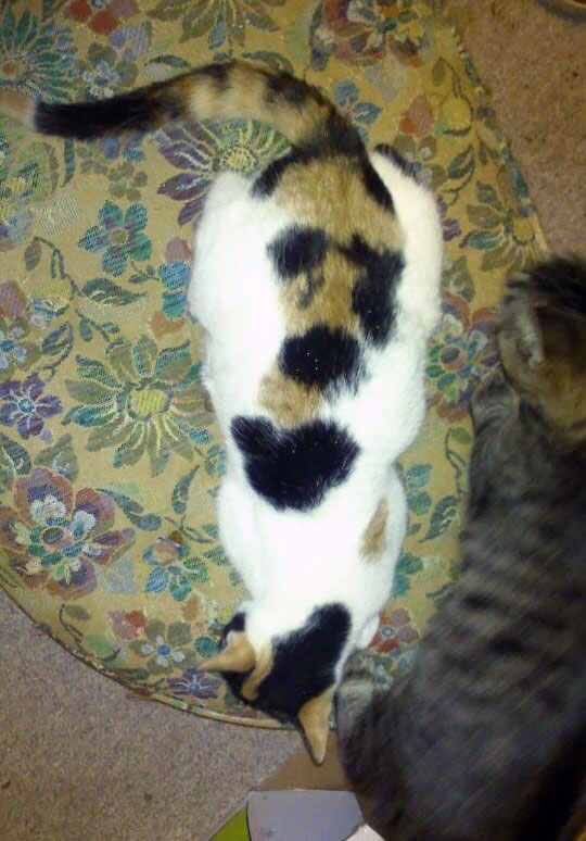 chan dung 16 chu meo so huu vet bot hiem co kho tim