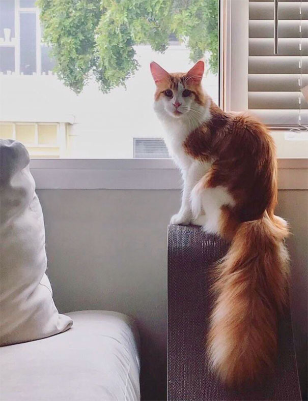 chan dung 16 chu meo so huu vet bot hiem co kho tim