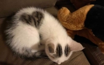 chan dung 16 chu meo so huu vet bot hiem co kho tim