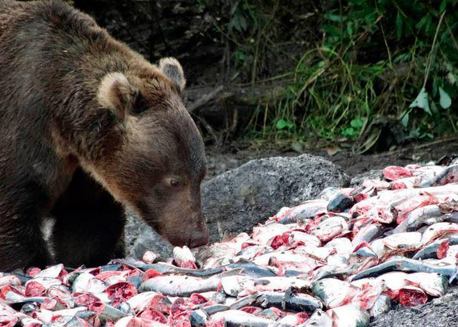 bat duoc sinh vat khong lo duoi day bien nang toi 12 tan ngu dan dem xeo thit cho gau an