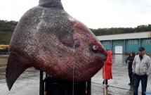 bat duoc sinh vat khong lo duoi day bien nang toi 12 tan ngu dan dem xeo thit cho gau an