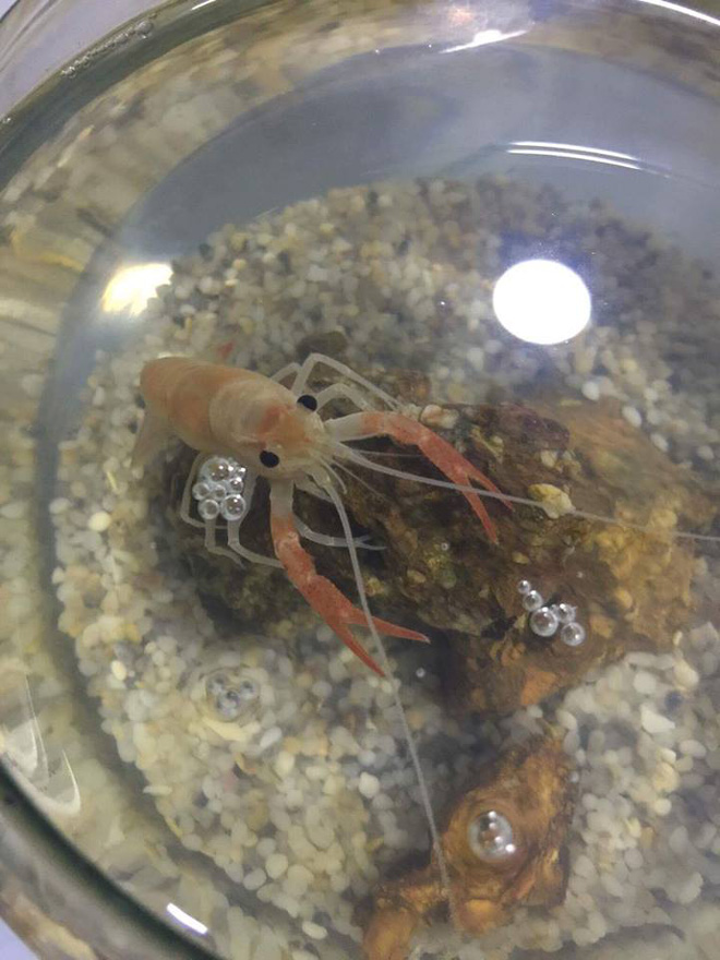 khi thu cung cua vo chong o chung nha tom chong nuoi xoi tai ca vang cua vo vo noi gian doa dem nau bot