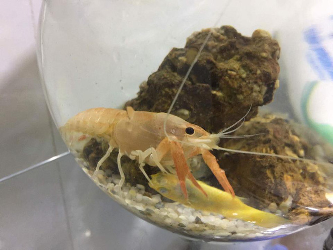 khi thu cung cua vo chong o chung nha tom chong nuoi xoi tai ca vang cua vo vo noi gian doa dem nau bot