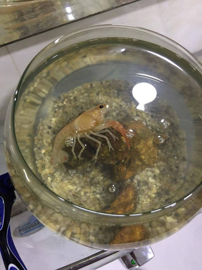 khi thu cung cua vo chong o chung nha tom chong nuoi xoi tai ca vang cua vo vo noi gian doa dem nau bot