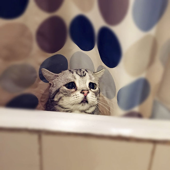 nhin bo mat buon thiu nhu mat so gao cua boss meo dang yeu con sen nao cung muon om lay mot cai