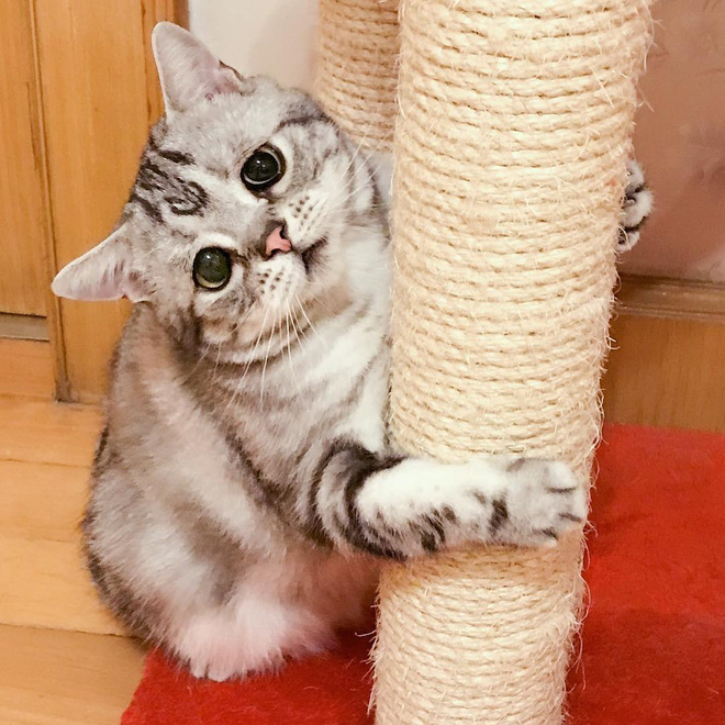 nhin bo mat buon thiu nhu mat so gao cua boss meo dang yeu con sen nao cung muon om lay mot cai